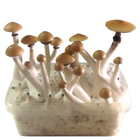 psilocybe cubensis mushroom grow kits uk